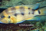 Neolamprologus sexfasciatus - 